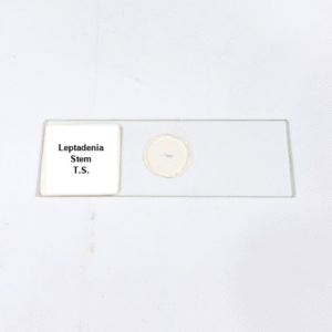 Leptadenia Stem T.S.