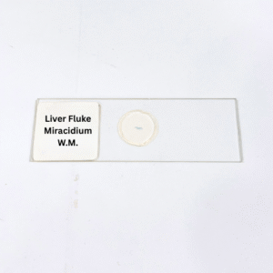 Liver Fluke Miracidium W.M.