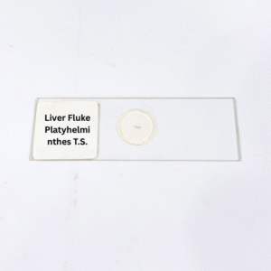 Liver Fluke Platyhelminthes T.S.