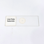 Liver Fluke Redia W.M.