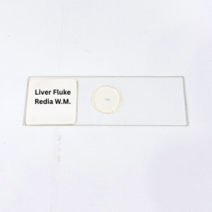 Liver Fluke Redia W.M.