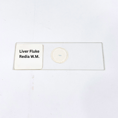 Liver Fluke Redia W.M.