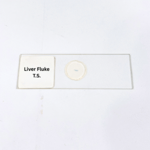 Liver Fluke T.S.