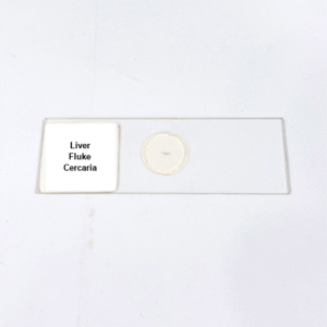 Liver Fluke Cercaria