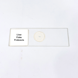 Liver Fluke Proboscis