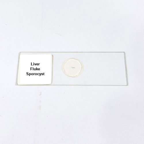 Liver Fluke Sporocyst