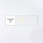 Lycopodium Cone T.S.