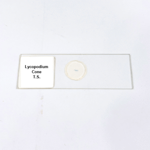 Lycopodium Cone T.S.
