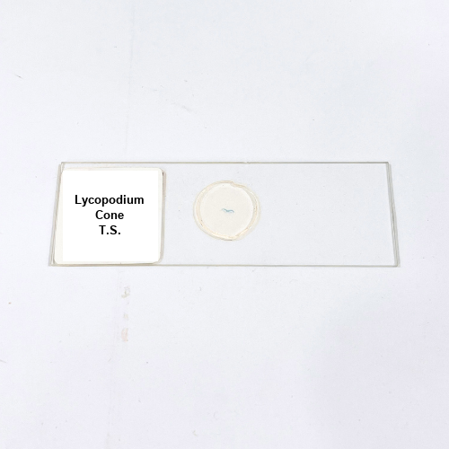 Lycopodium Cone T.S.