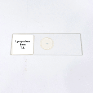 Lycopodium Stem T.S.