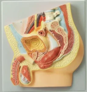 Male Reproductive System