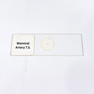Mammal Artery (T.S.)