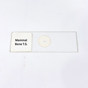 Mammal Bone T.S.