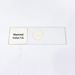 Mammal Colon T.S.