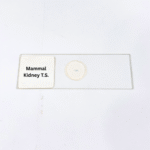 Mammal Kidney T.S.