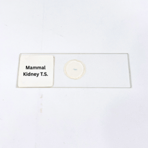Mammal Kidney T.S.
