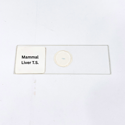 Mammal Liver T.S.