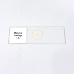 Mammal Cartilage T.S.