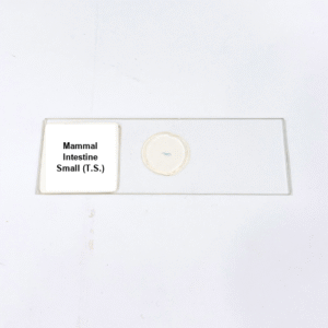 Mammal Intestine Small (T.S.)