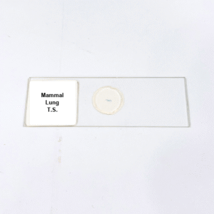 Mammal Lung T.S.