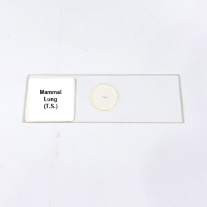 Mammal Lung (T.S.)