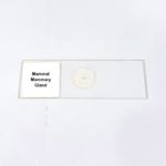 Mammal Mammary Gland