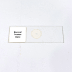 Mammal Prostate Gland