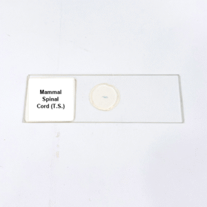 Mammal Spinal Cord (T.S.)