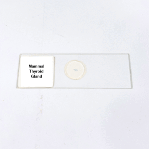 Mammal Thyroid Gland