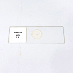 Mammal Vein T.S.