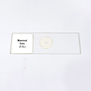 Mammal Vein (T.S.)