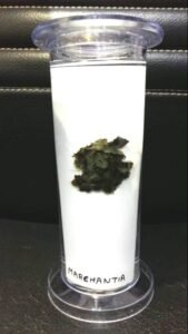 Marchantia