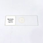 Marchantia Gemma Cup V.S.