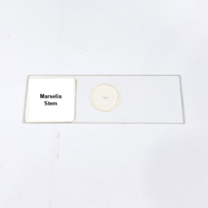 Marselia Stem