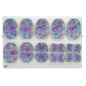 Meiosis