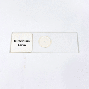 Miracidium Larva