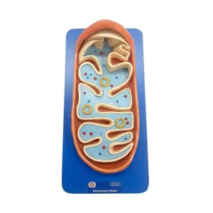 Mitochondria