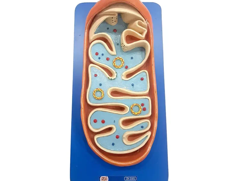 Mitochondria