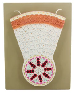 Monocot Root