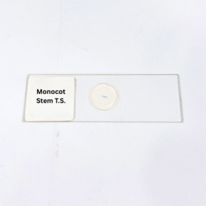 Monocot Stem T.S.