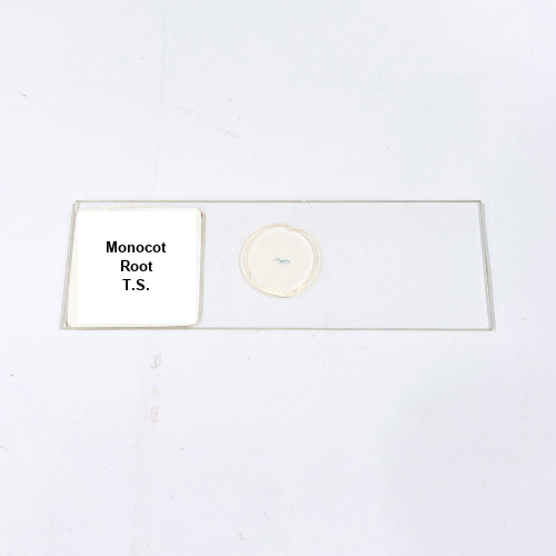Monocot Root T.S.