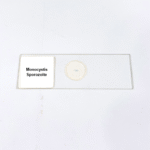 Monocystis Sporozoite