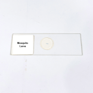 Mosquito Larva