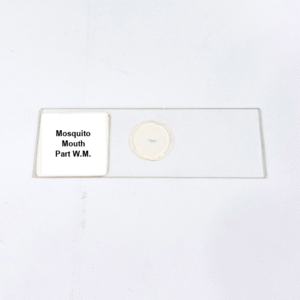 Mosquito Mouth Part W.M.