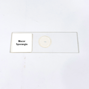 Mucor Sporangia
