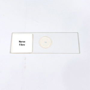 Nerve Fibre