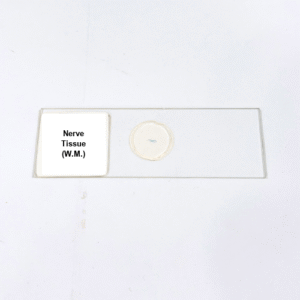 Nerve Tissue (W.M.)