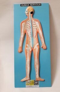 Nervous System