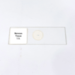 Nervous Tissue T.S.