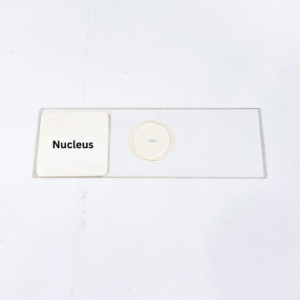Nucleus